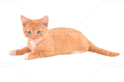 Angry orange kitten