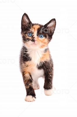 Adorable Calico Cat