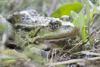 Green frog