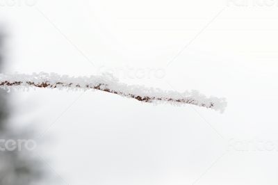 Frost twig