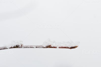 Frost twig