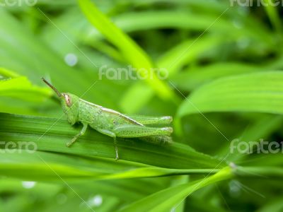 Baby-grasshopper on green grass