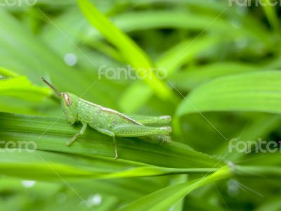 Baby-grasshopper on green grass