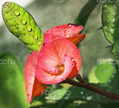 RAINDROPS ON CACTUS FLOWER-LEAF        