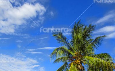 Jellyfish cloud on the blue sky