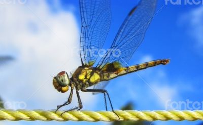 dragonfly plastic rope sky backgroundn