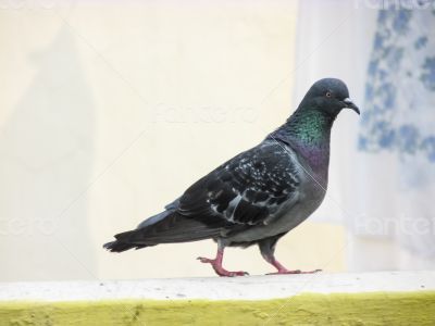 PIGEON PORTRAIT WALKING ON A SUNNY MIDDAY SUN