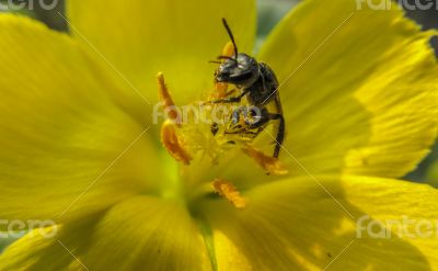 Wasp on yellow flower