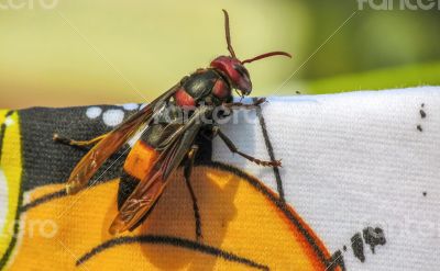  Giant wasp on cloth 