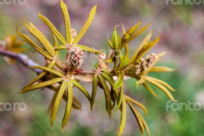 Chestnut flower buds