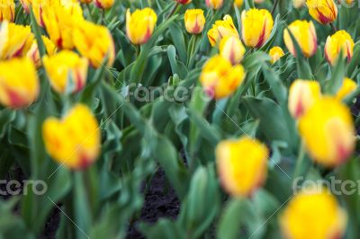 Flowerbed with lots of blooming yellow tulips