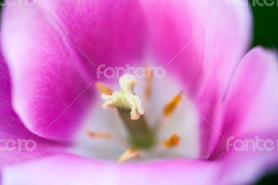 Closeup of the blooming pink tulip flower