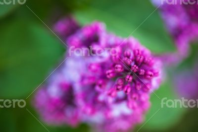 Flowers of Lilac