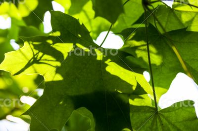 Green maple leaves in the sunshine