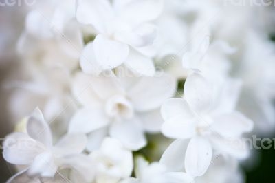 Closeup of white Lilac flowers