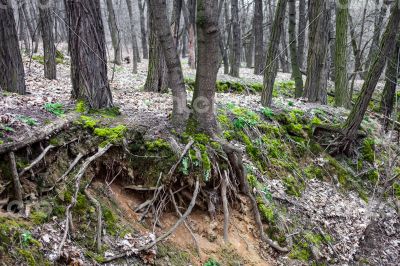 Tree trunks and tree roots in a leafless forest