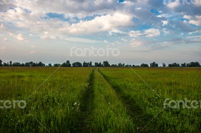 Field road against the cloudy sky 