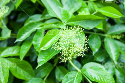 Flower buds of the black elder (Sambucus)