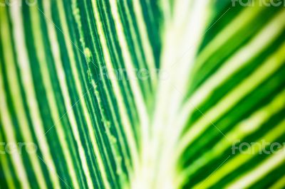 Close up of the striped green and white leaf