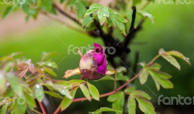 Pink peony flower bud with drops of dew