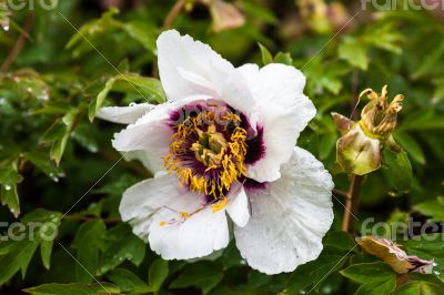 Pale pink peony flower with drops of dew