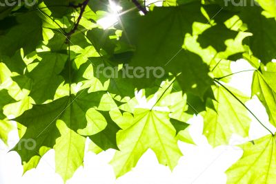 Green maple leaves in the sunshine