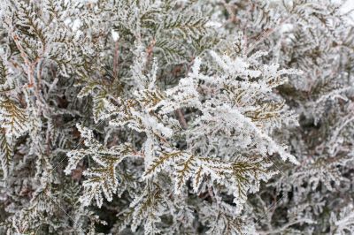 Coniferous branches covered with hoarfrost