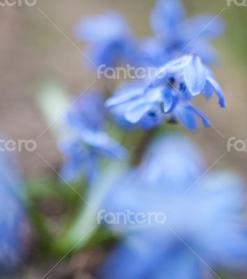 Blue Scilla flowers blooming in early spring