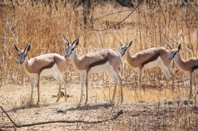 Springkbuck herd