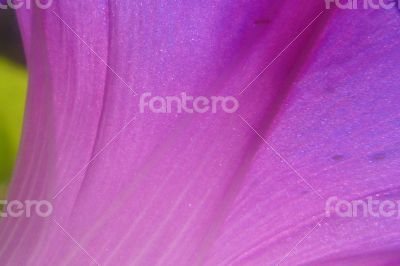 Light through a pink petal