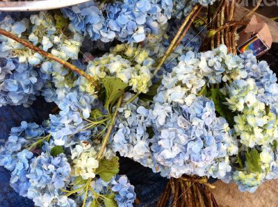 Blue flowers - Bali Blue flowers - Bali