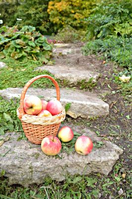 Little basket with apples