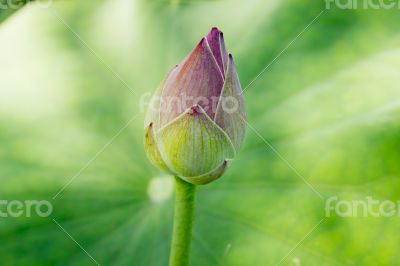 Lotus flower on natural background.