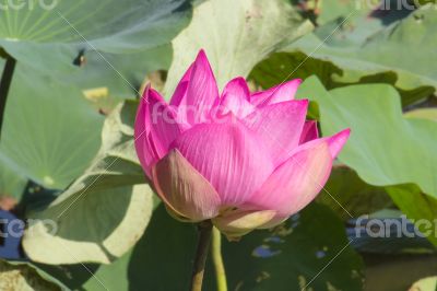 Lotus close Up the morning light.