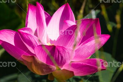 Pink lotus bloom in the morning.