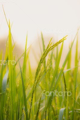 Rice grains in the morning sun.