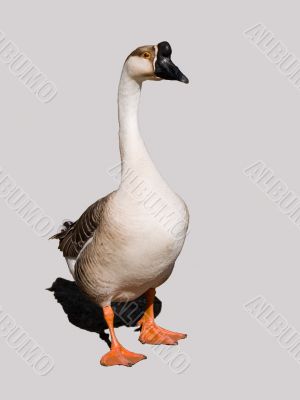 Posing goose
