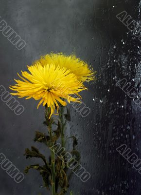 Chrysanthemum in a mirror