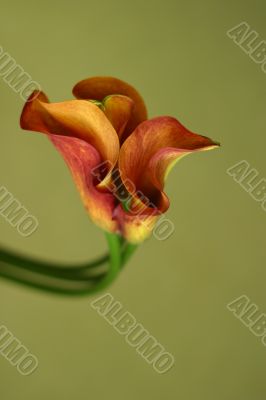 Red callas