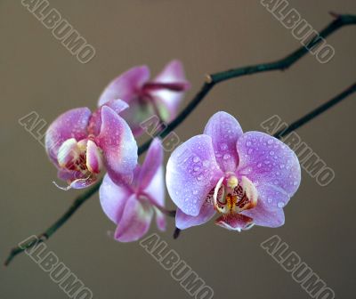 Orchid