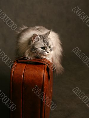 Cat on a suitcase