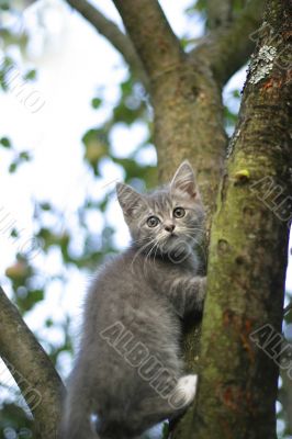 Kitten on a tree