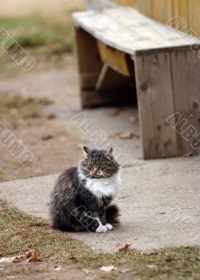 Cat in a village