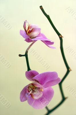 Orchid
