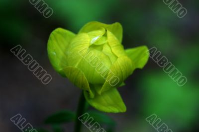 Green flower