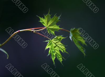 Small leaves of a maple