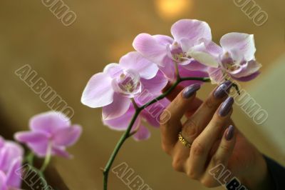Orchid