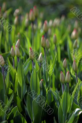 Buds of tulips