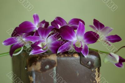 Violet orchid