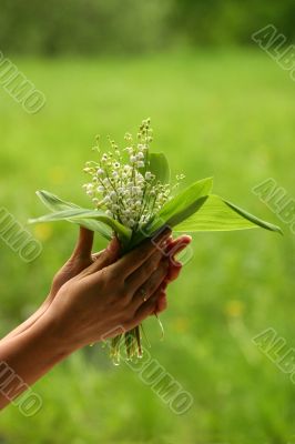 Lilies of the valley